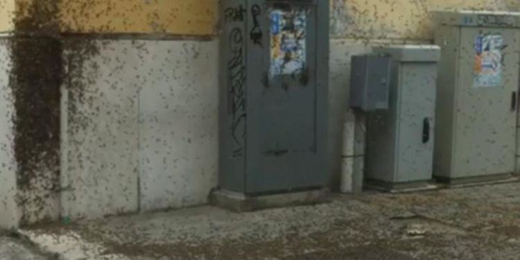 Invasione di api in pieno centro a Latina, l’incredibile video di un nostro lettore