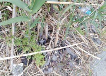 Q4: il verde che divora i marciapiedi  FOTO