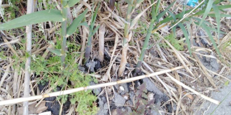 Q4: il verde che divora i marciapiedi  FOTO