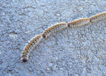 A Latina arriva la disinfestazione contro la processionaria: ecco le misure predisposte dal Comune