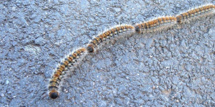 A Latina arriva la disinfestazione contro la processionaria: ecco le misure predisposte dal Comune