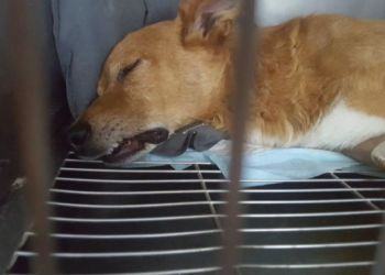 Latina, condannato a otto anni l’uomo che uccise il cane Lucky