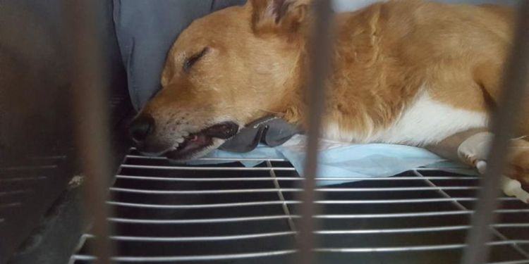 Latina, condannato a otto anni l’uomo che uccise il cane Lucky