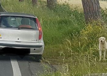 Una foto racconta il dolore di un cane abbandonato a Latina e dilaga sui social