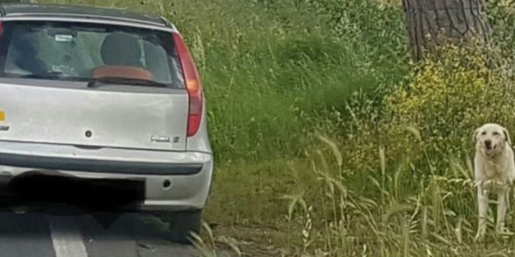 Una foto racconta il dolore di un cane abbandonato a Latina e dilaga sui social