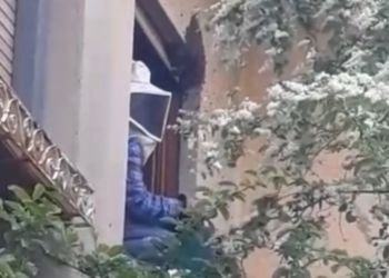 Api “disorientate” dal clima sciamano in una casa di Borgo Sabotino: salvate ECCO IL VIDEO
