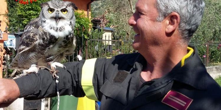 I Vigili del Fuoco di Latina salvano gufo reale FOTO