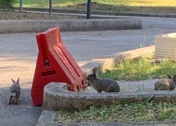 Latina, conigli nani invadono l’area verde dell’ospedale Goretti