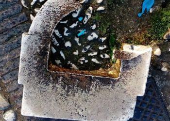 Vandali in azione a Latina, distrutta la storica fontanella di Piazza del Popolo FOTO