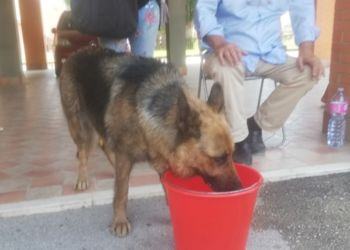 Latina, il ‘miracolo’ di Kira: “È sopravvissuta all’incendio nascondendosi nell’armadio” VIDEO