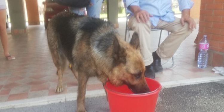 Latina, il ‘miracolo’ di Kira: “È sopravvissuta all’incendio nascondendosi nell’armadio” VIDEO