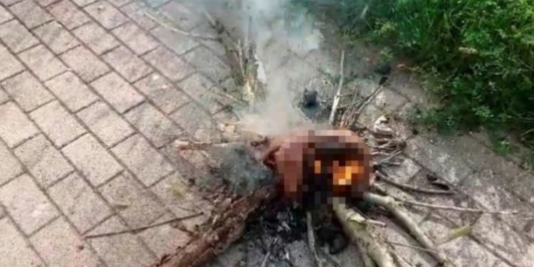 Orrore in provincia di Latina, uomo scuoia e arrostisce un gatto per mangiarlo