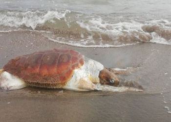 Tartaruga marina trovata spiaggiata al lido di Latina: morta soffocata dalla plastica