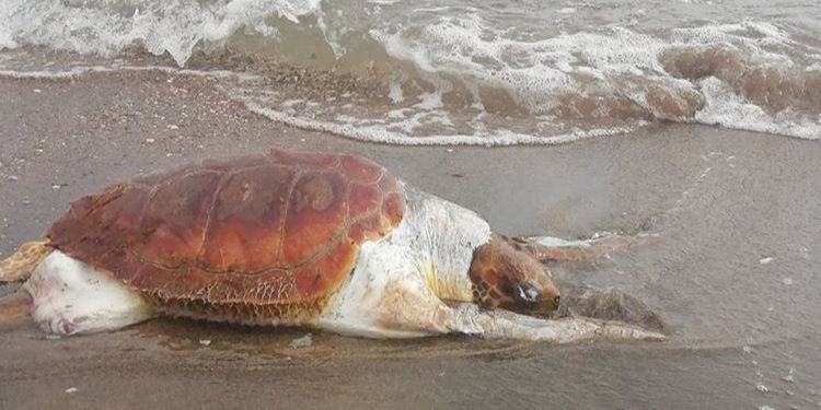 Tartaruga marina trovata spiaggiata al lido di Latina: morta soffocata dalla plastica