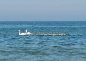 E sul mare di Latina spuntano i cigni reali con i loro nove piccoli FOTO