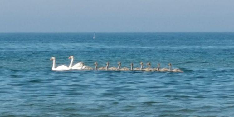 E sul mare di Latina spuntano i cigni reali con i loro nove piccoli FOTO