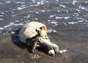 Ancora una tartaruga morta al Lido di Latina, la seconda nel giro di pochi giorni