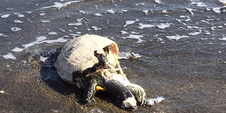 Ancora una tartaruga morta al Lido di Latina, la seconda nel giro di pochi giorni