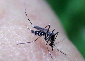 Arriva la zanzara killer a Latina: colpito già un uomo