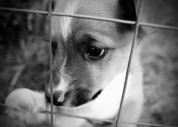 Animali maltrattati in provincia di Latina: sequestrato un canile abusivo