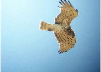 Nei cieli pontini torna a volare un’aquila  FOTO/VIDEO