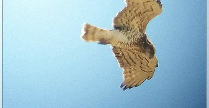 Nei cieli pontini torna a volare un’aquila  FOTO/VIDEO