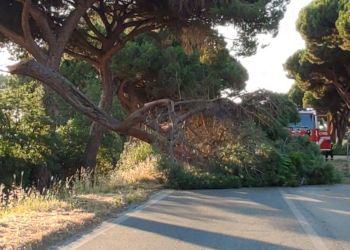Si spezza grosso ramo e cade sulla Litoranea tra Latina e Sabaudia: si forma fila chilometrica FOTO