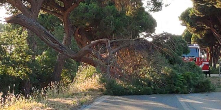 Si spezza grosso ramo e cade sulla Litoranea tra Latina e Sabaudia: si forma fila chilometrica FOTO