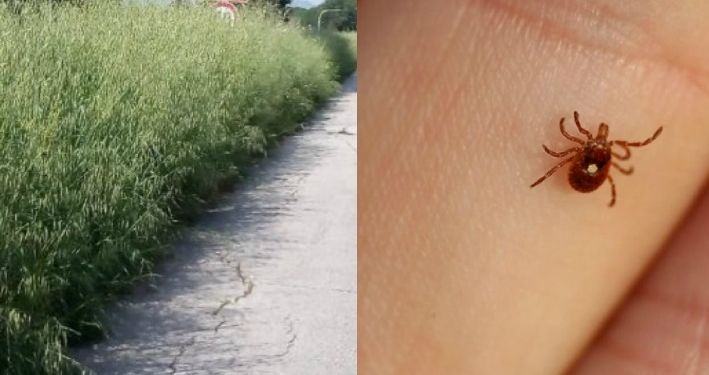 Emergenza erba alta a Latina, rischio zecche