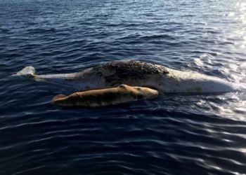 Capodogli uccisi da rete da pesca a Ponza: la mamma ha tentato di salvare il figlio VIDEO
