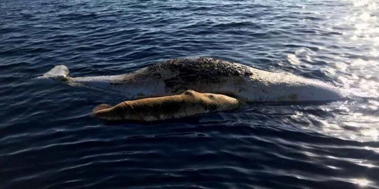 Capodogli uccisi da rete da pesca a Ponza: la mamma ha tentato di salvare il figlio VIDEO