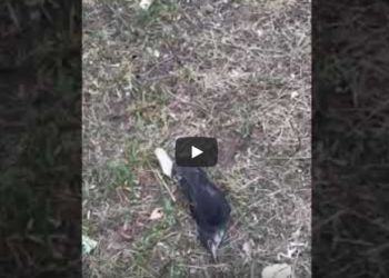 Moria di uccelli a Latina, mistero in lottizzazione Cucchiarelli VIDEO