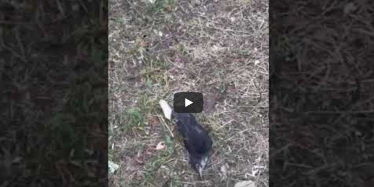 Moria di uccelli a Latina, mistero in lottizzazione Cucchiarelli VIDEO