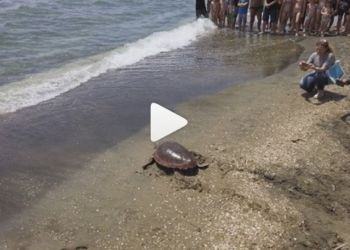 Latina, liberate in mare due tartarughe Caretta caretta VIDEO
