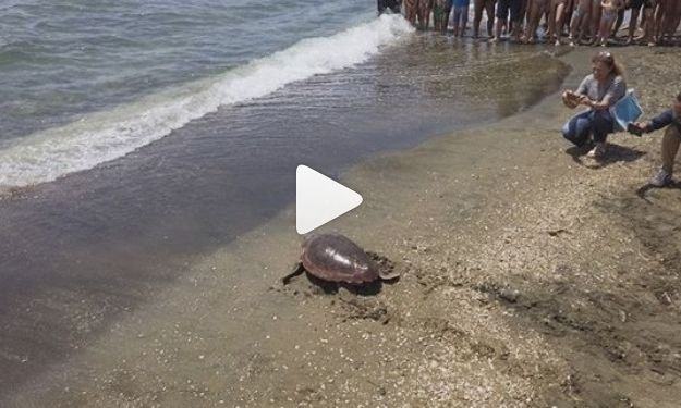 Latina, liberate in mare due tartarughe Caretta caretta VIDEO