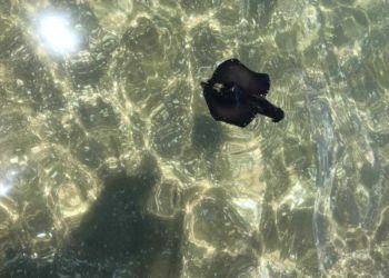 Allarme, avvistato mollusco tossico al lido di Latina