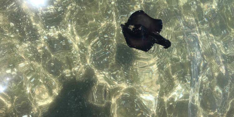 Allarme, avvistato mollusco tossico al lido di Latina