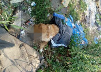 Vergogna a Sezze, cane chiuso in un sacco dell’immondizia e gettato tra i rifiuti