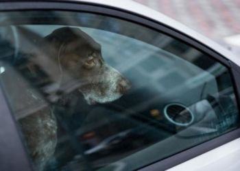 Cane lasciato in auto al sole sul lungomare del Circeo: passanti rompono finestrino