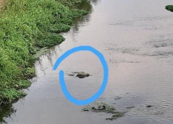 «C’è un coccodrillo nel canale delle Acque Medie»: bizzarro avvistamento a Latina