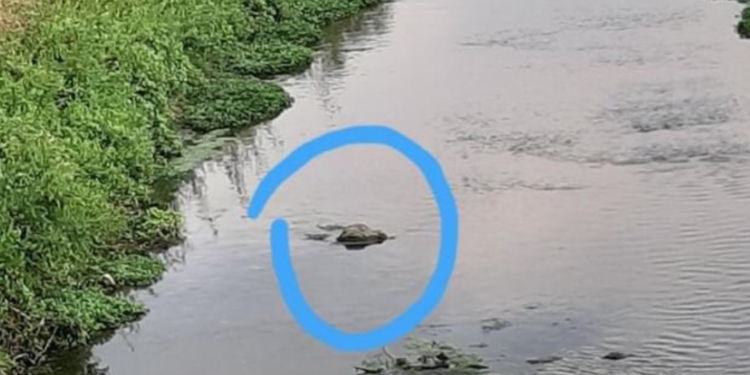 «C’è un coccodrillo nel canale delle Acque Medie»: bizzarro avvistamento a Latina