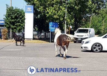 Latina, due pony vagano per le strade della città