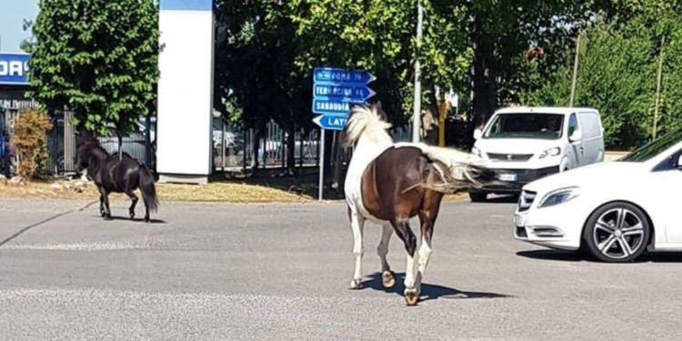 Latina, due pony vagano per le strade della città