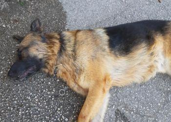 Cisterna, cane muore impiccato tentando di fuggire dal caldo [VIDEO]