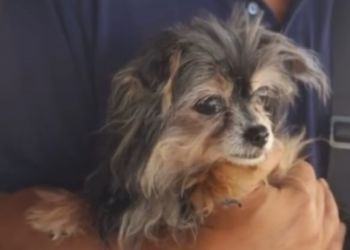 Latina, ritrova la sua cagnolina dopo otto anni. L’incredibile storia di Ketty