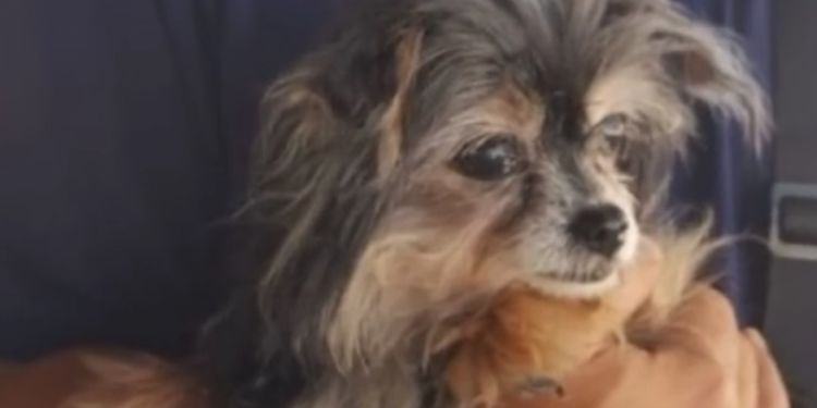 Latina, ritrova la sua cagnolina dopo otto anni. L’incredibile storia di Ketty