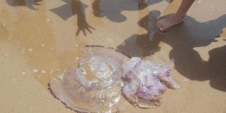Meduse giganti nel mare di Sabaudia, è allarme tra i bagnanti