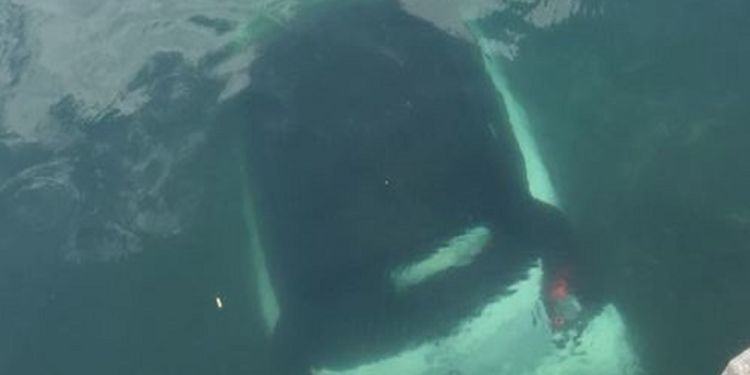 Incredibile in provincia di Latina: dimentica il freno a mano e l’auto finisce in mare