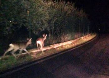 Daino sbuca dal Parco del Circeo, automobilista non riesce ad evitarlo