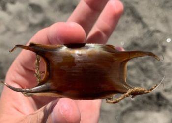 Latina, trovate uova di squalo sulla spiaggia di Capoportiere FOTO